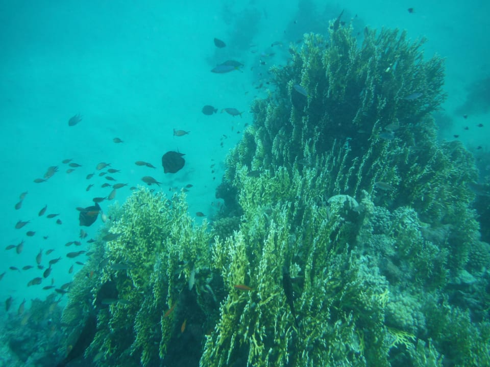 At the reef 2 Three Corners Sea Beach Resort