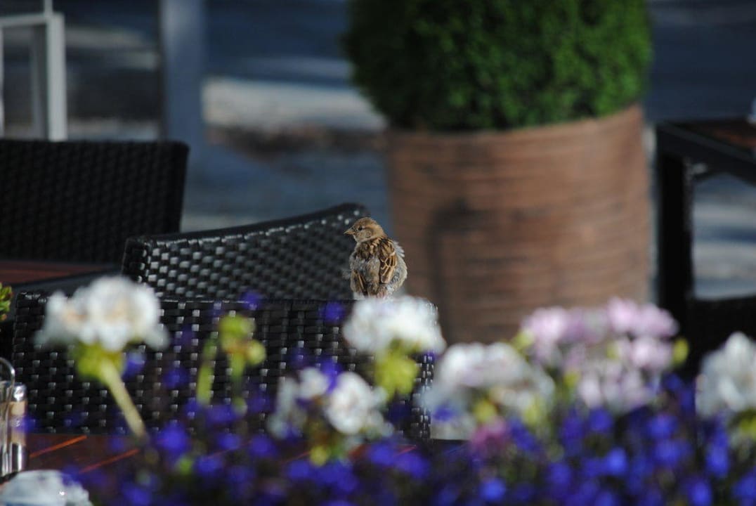 Strandhotel Binz Strandhotel Binz