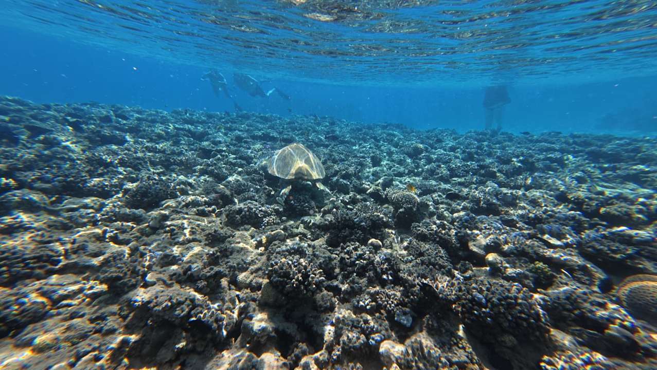 Sonstiges Fort Arabesque Resort, Spa & Villas