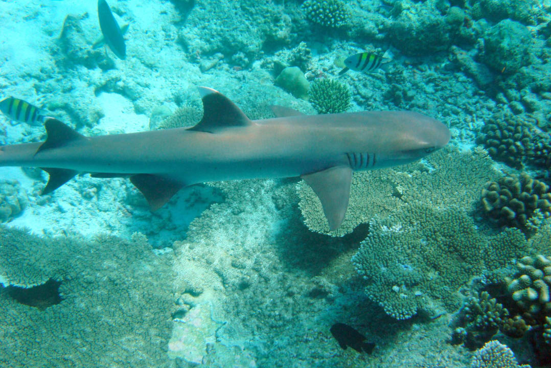 Riff Ellaidhoo Maldives by Cinnamon