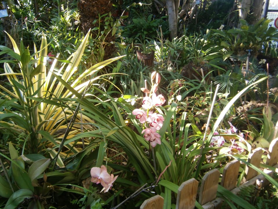 Hotel Orchideeengarten Hotel Porto Mare - PortoBay