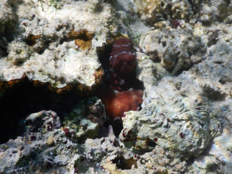 Sport & Freizeit Radisson Blu Resort, El Quseir