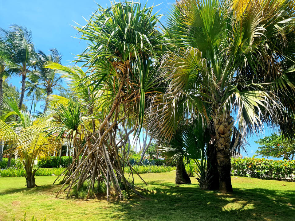 Gartenanlage Grand Palladium Punta Cana Resort & Spa