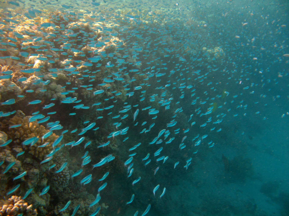 41 Stella Beach Resort & Spa Makadi Bay