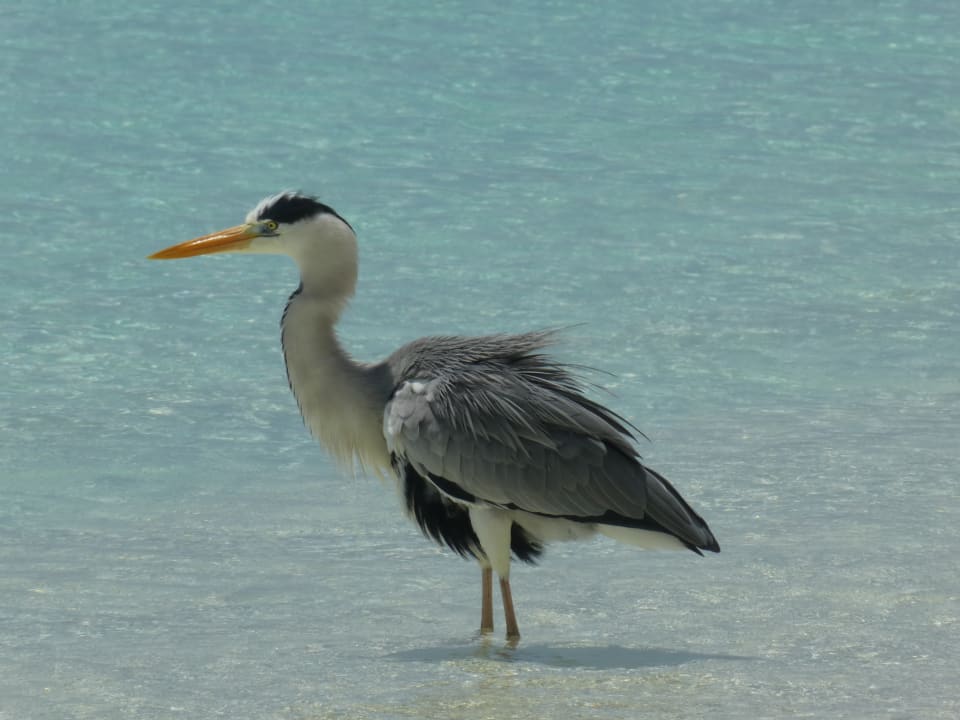 Sonstiges Filitheyo Island Resort