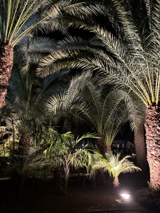 Gartenanlage Hotel Riu Palace Oasis