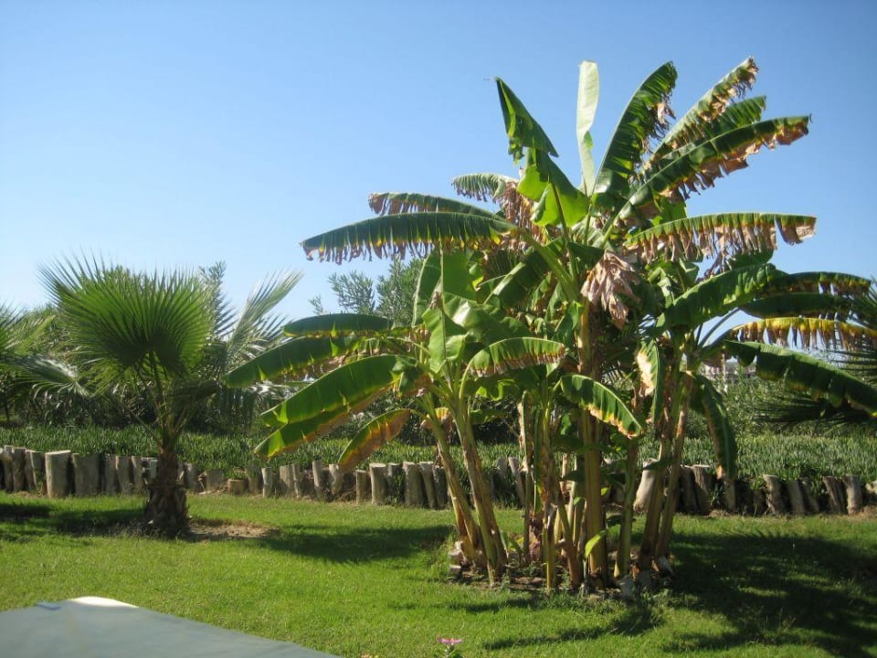 Palmen am Strand VONRESORT Golden Beach