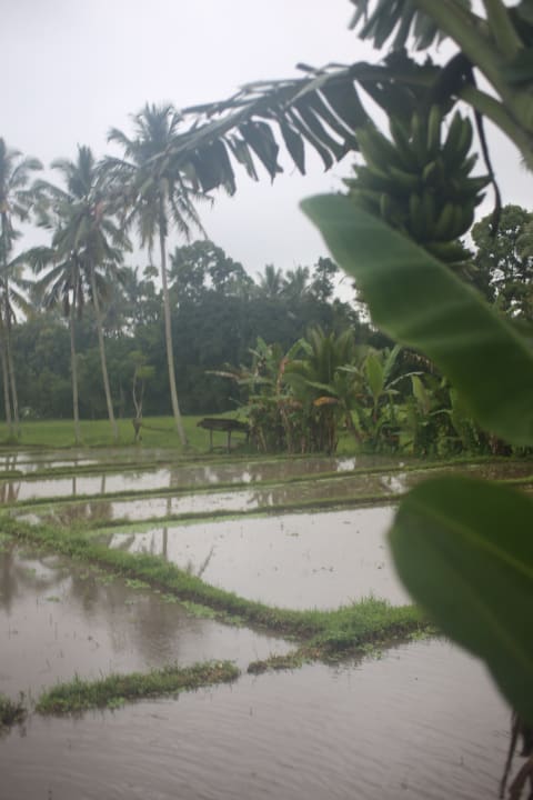 Gartenanlage Kampoeng Joglo Ijen Banyuwangi