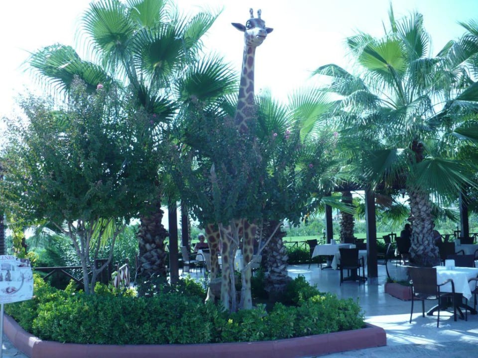 Zyrafka Alba Resort Hotel
