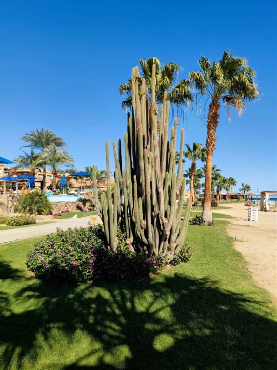 Gartenanlage Shams Prestige Abu Soma-Adults Only