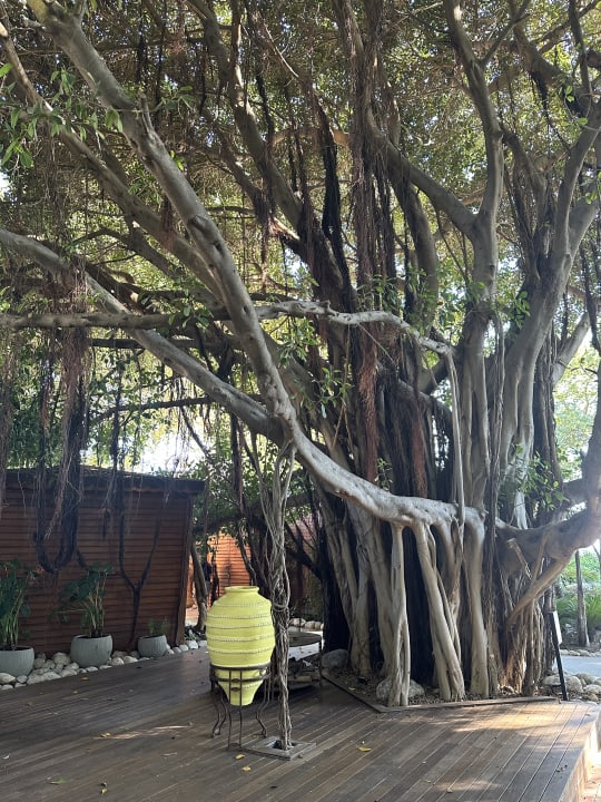 Gartenanlage Side Star Elegance