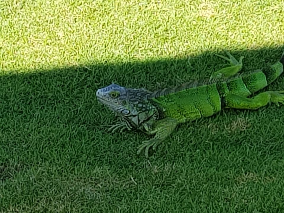 Außenansicht Grand Decameron Panama, A Trademark All Inclusive Resort