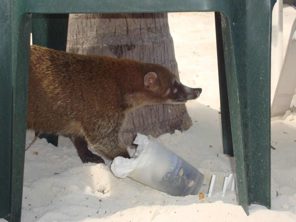 Hotel Catalonia Playa Maroma Catalonia Playa Maroma