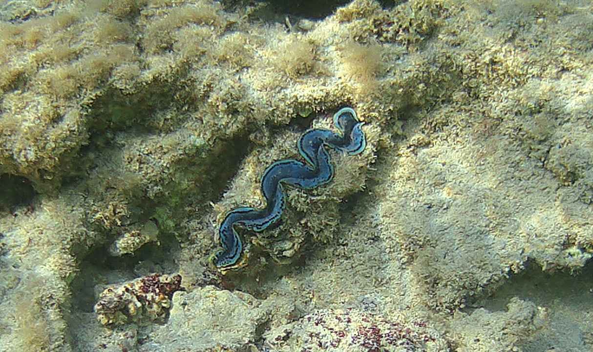 Sport & Freizeit Steigenberger Resort Alaya Marsa Alam - Red Sea - Adults only