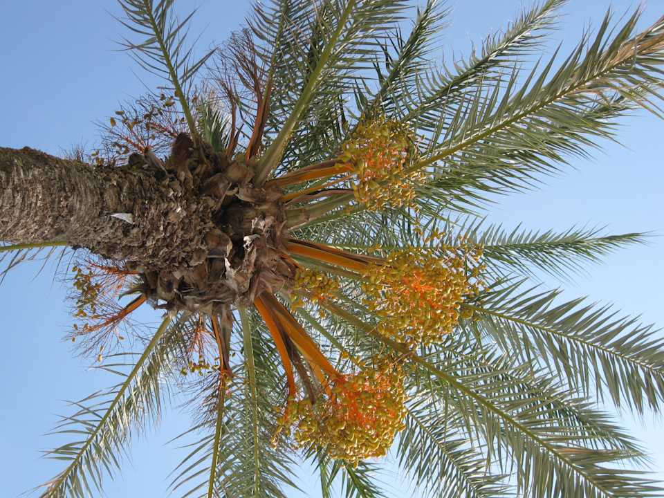 Palme Mahdia Beach & Aquapark