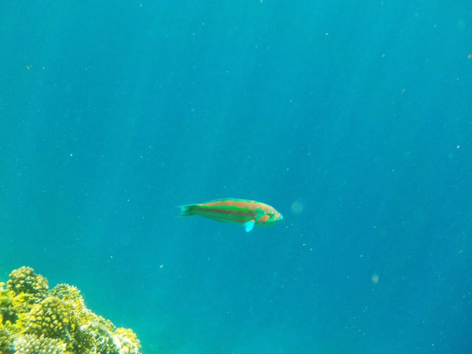 Sport & Freizeit Serenity Alpha Beach