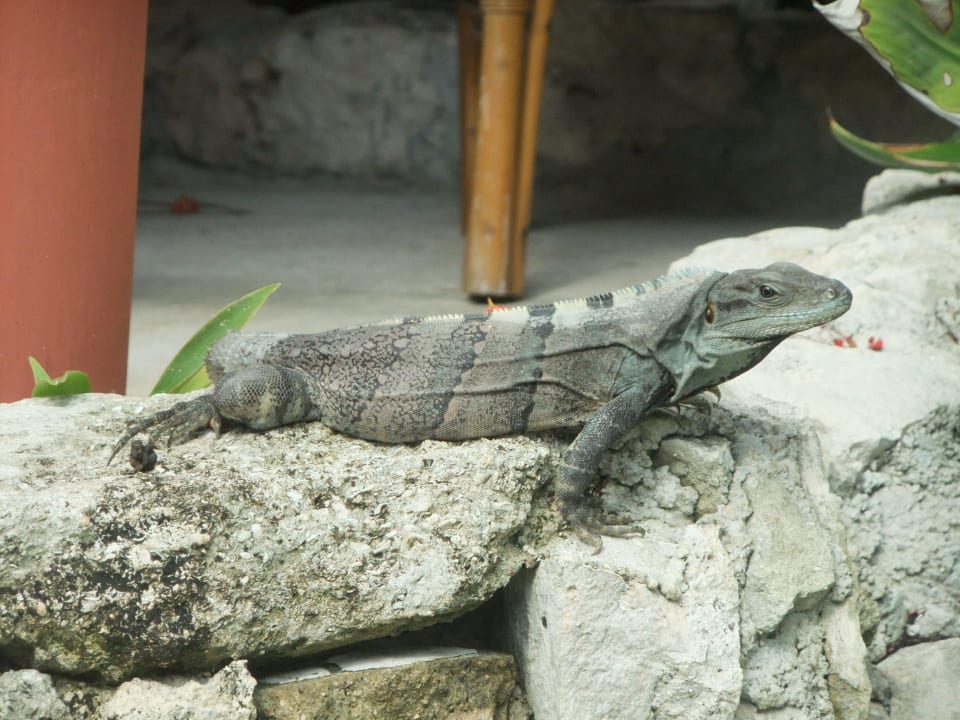 Unser Mitbewohner Leguane Hotel Las Palapas
