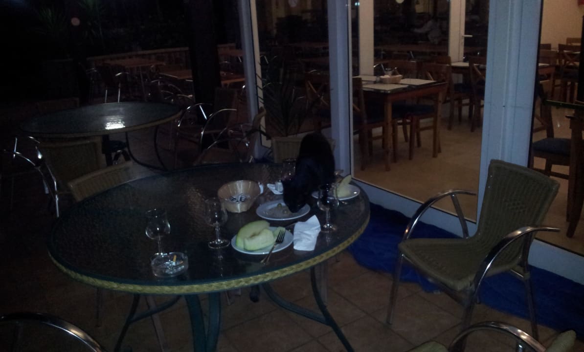 Katzen auf dem Tisch SBH Hotel Royal Monica