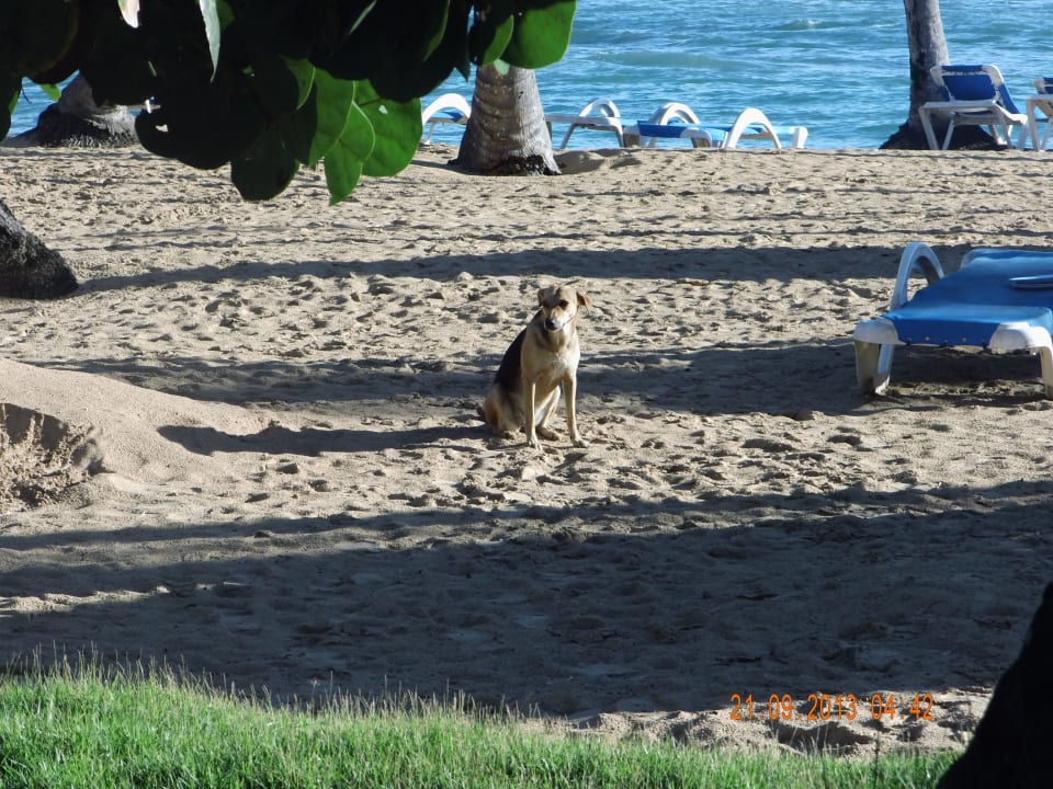 Lieber Hund Grand Sirenis Punta Cana Resort & Aquagames