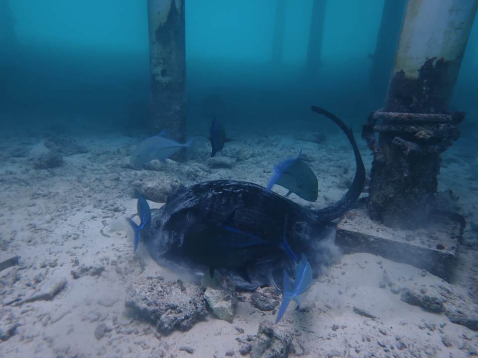 Strand Cocoon Maldives