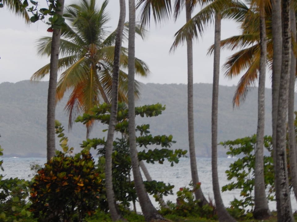 Ausblick vom Zimmer Wyndham Alltra Samana