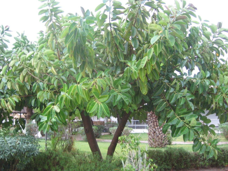 Garten The Orangers Beach Resort and Bungalows