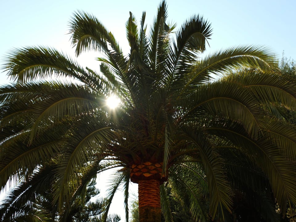 Einen Blick in die Sonne - am Pool Lago Garden