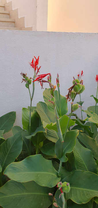 Gartenanlage Brayka Bay Resort