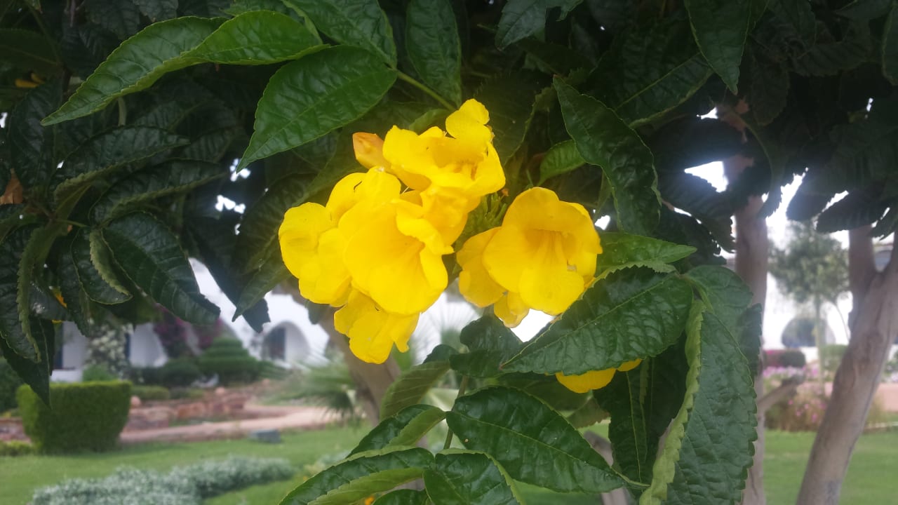 Gartenanlage Three Corners Equinox Beach Resort