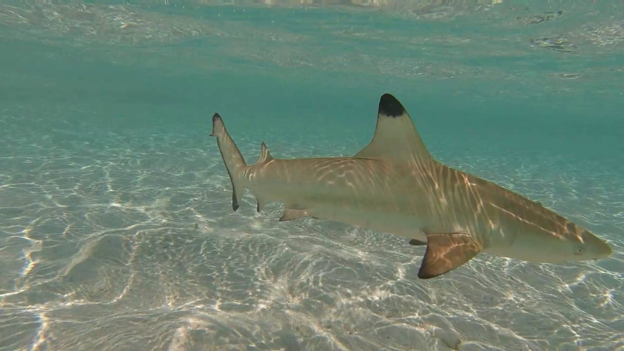 Hai Vilamendhoo Island Resort & Spa