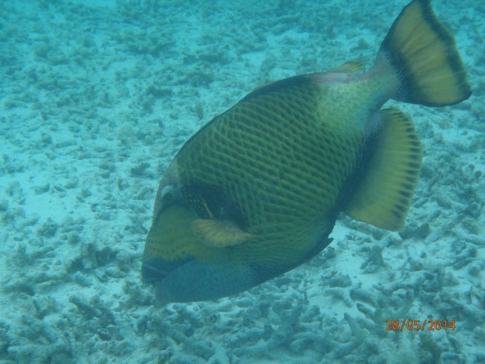 Unter Wasser  Thulhagiri Island Resort