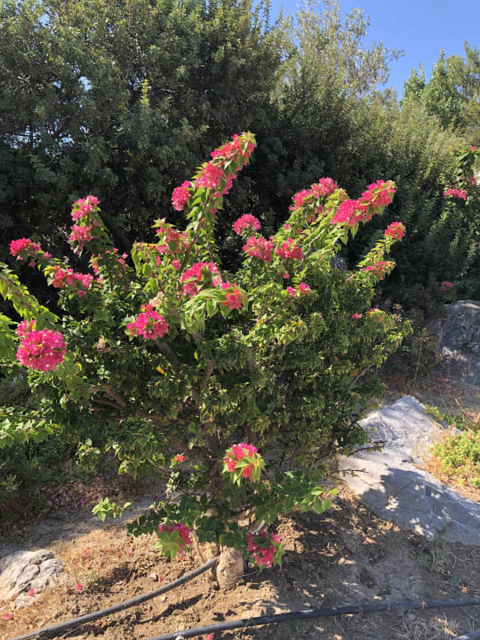 Sonstiges alltoura Club Hotel Kiotari Miraluna