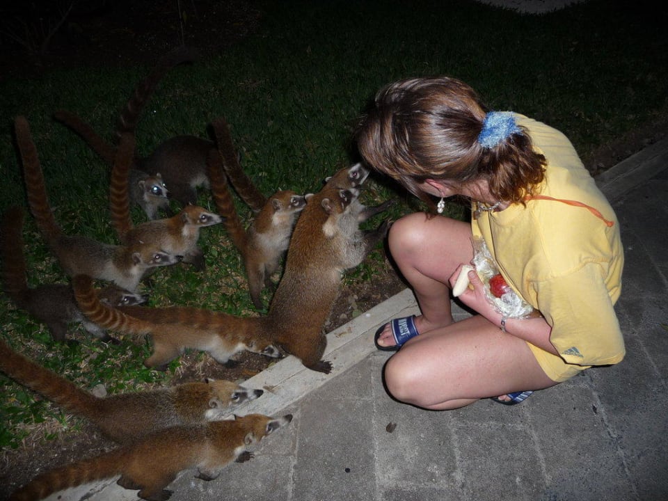 Nasenbären lieben Obst Hotel Riu Tequila
