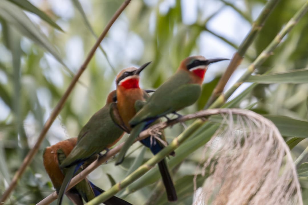 Sport & Freizeit Africa Safari Selous