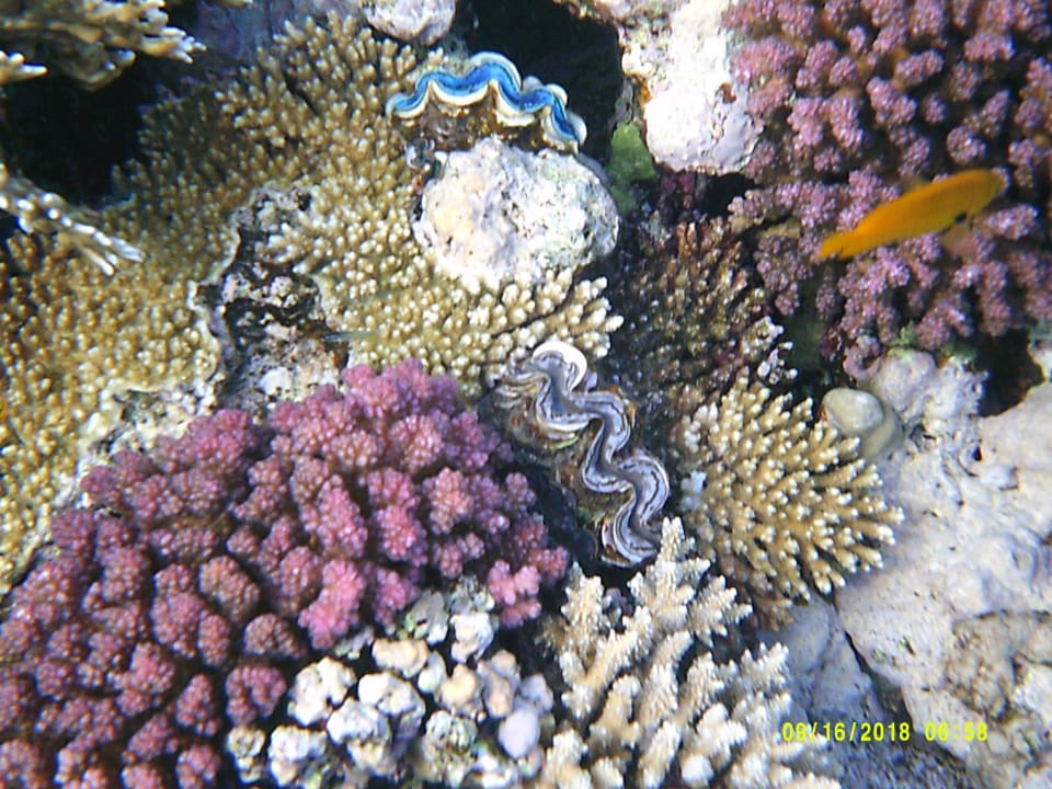 Strand Pickalbatros Citadel Resort