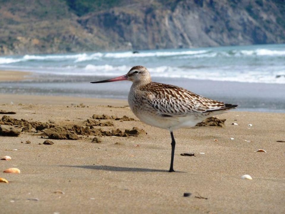 Ptak na plaży w laganas Domes Aulūs Zante, Autograph Collection
