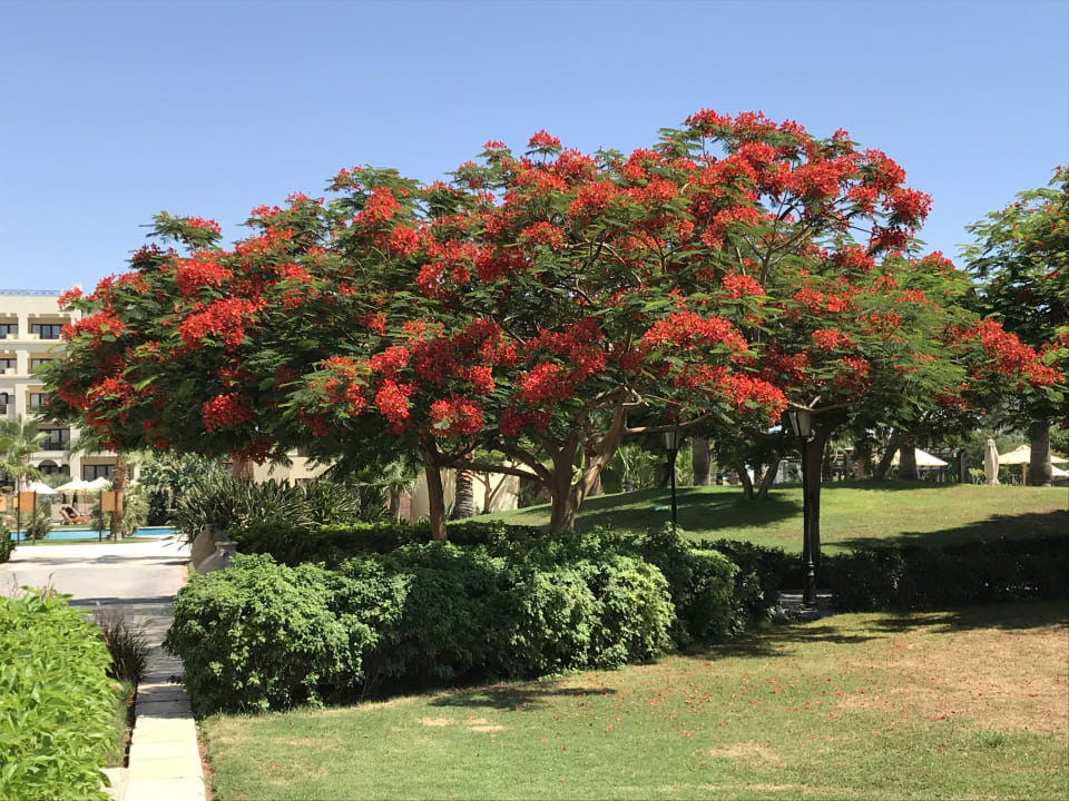 Außenansicht Steigenberger ALDAU Beach Hotel