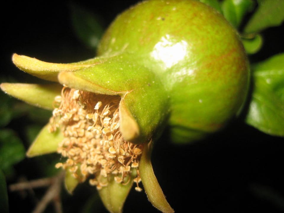 Knipsen Sie Ihre Lieblingsblumen nachts! Neptune Luxury Resort