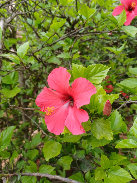 Gartenanlage R2 Lago Playa Park