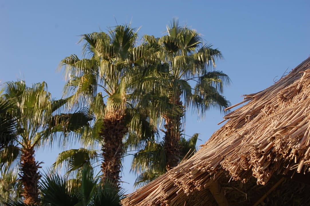 Palmy Pickalbatros Golf Beach Resort