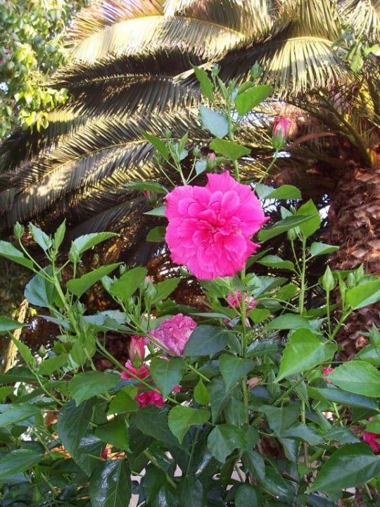 Blume des Tages Phãea Cretan Malia