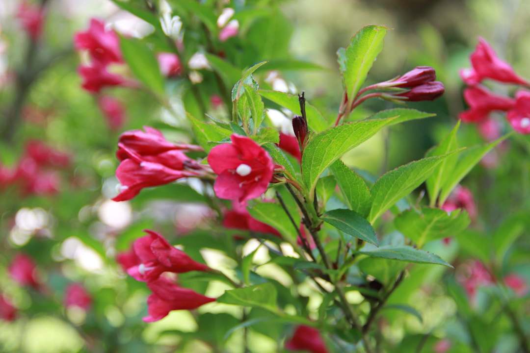 Blüten im Garten Villa Relax - Ferienwohnungen mit Hallenbad & Relaxgarten