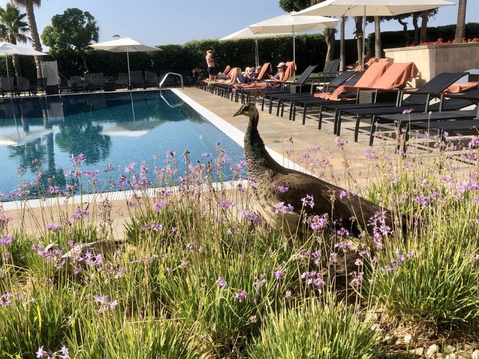 Pool Grande Real Villa Italia