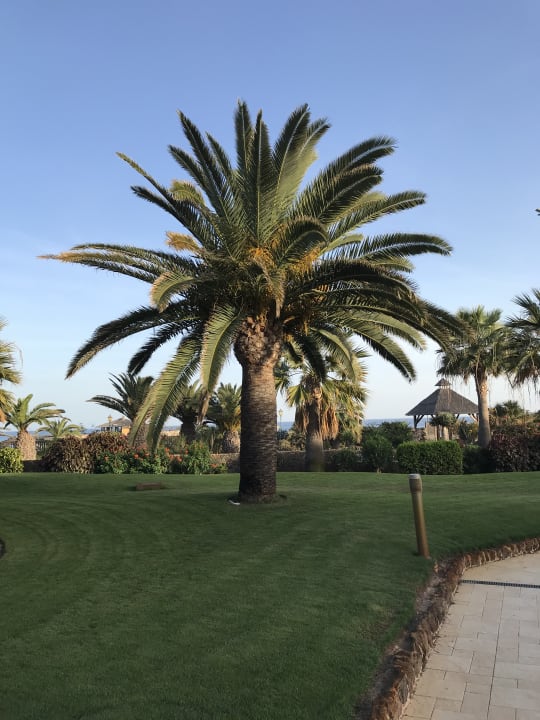 Gartenanlage Elba Carlota Beach & Golf Resort
