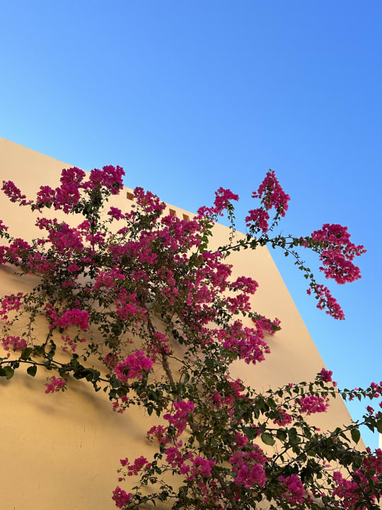 Gartenanlage Steigenberger Coraya Beach - Adults only