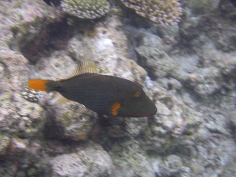 Hausriff Vilamendhoo Island Resort & Spa