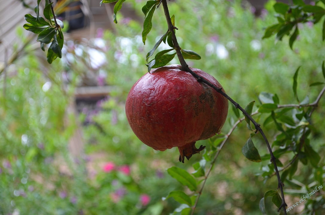 Delphin Imperial Hotel Delphin Imperial