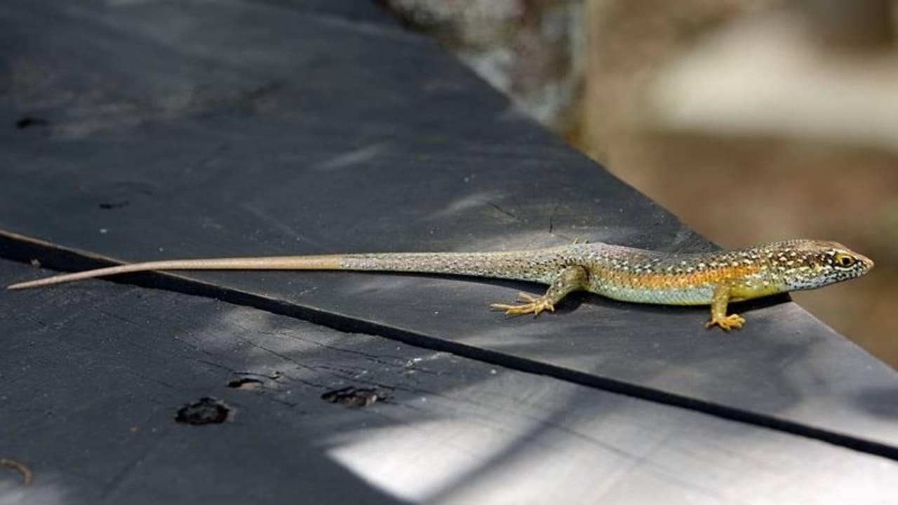 Eidechse Shimba Hills Lodge