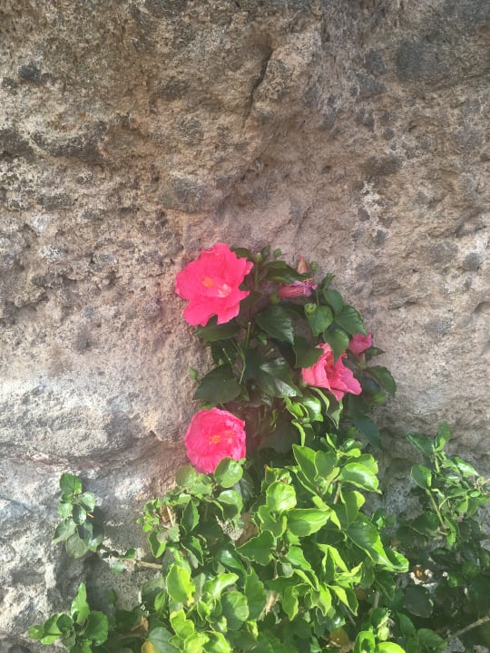 Gartenanlage Hotel Riu Palace Jandia