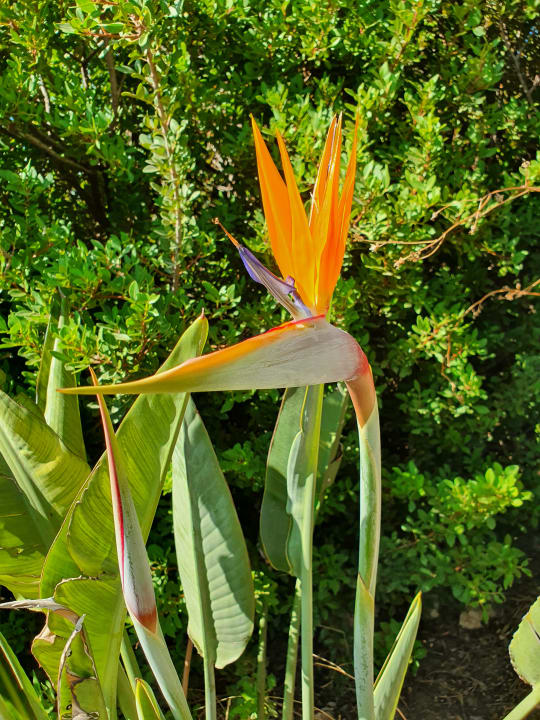 Gartenanlage Hotel Kalithea Horizon Royal